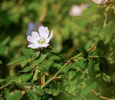 Rosa canina Rosa canina