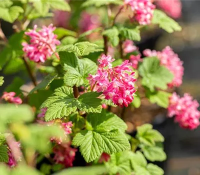 Ribes sanguineum 'Pulborough Scarlet'