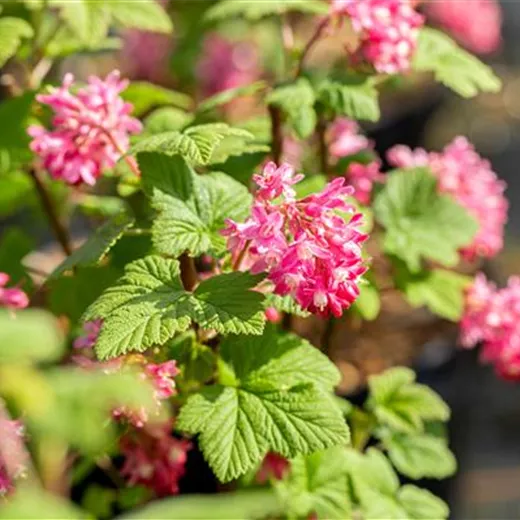Ribes sanguineum 'Pulborough Scarlet' Ribes sanguineum 'Pulborough Scarlet'