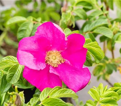 Rosa rugosa "Rubra" Rosa rugosa "Rubra"