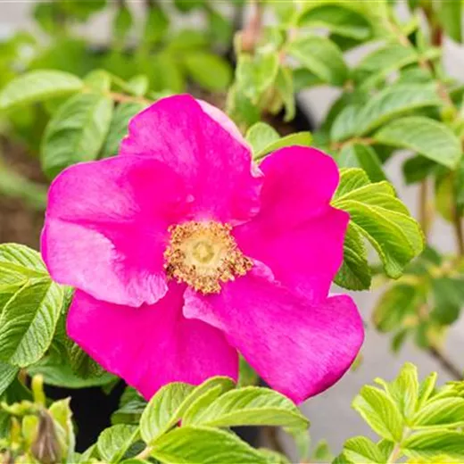 Rosa rugosa "Rubra"