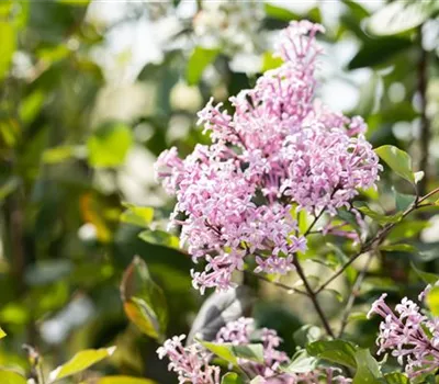 Syringa Bloomerang -R- 'Dark Purple' Syringa Bloomerang -R- 'Dark Purple'
