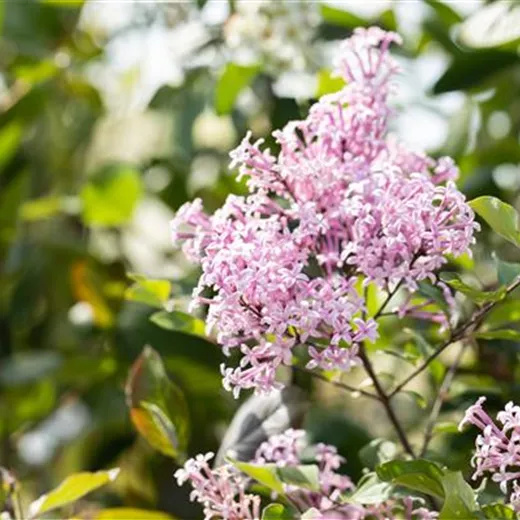 Syringa Bloomerang -R- 'Dark Purple'