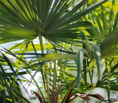 Trachycarpus fortunei Trachycarpus fortunei