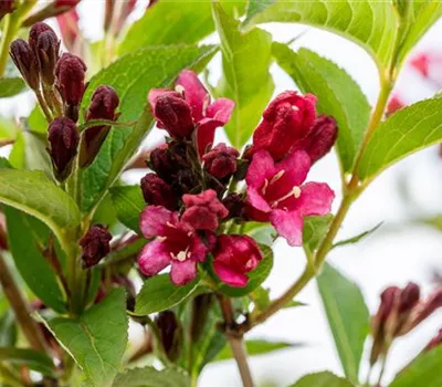 Weigela 'Bristol Ruby'