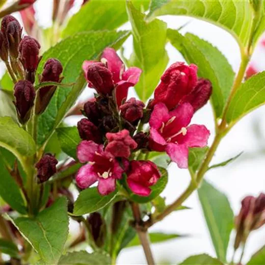 Weigela 'Bristol Ruby' Weigela 'Bristol Ruby'