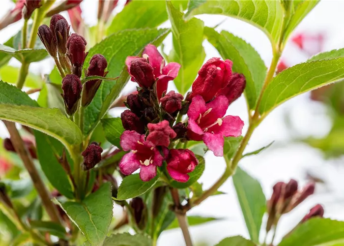 Weigela 'Bristol Ruby'