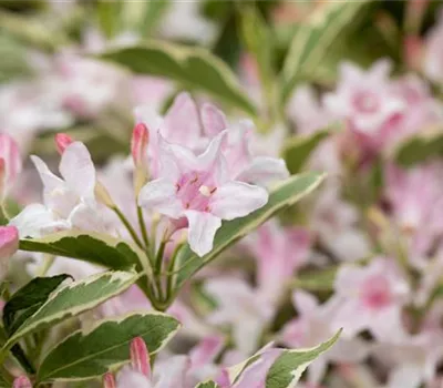 Weigela florida 'Nana Variegata'