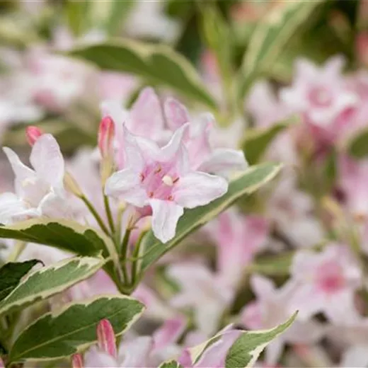 Weigela florida 'Nana Variegata' Weigela florida 'Nana Variegata'