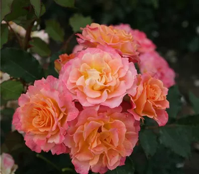 Rosa 'LandLust' -R- STR