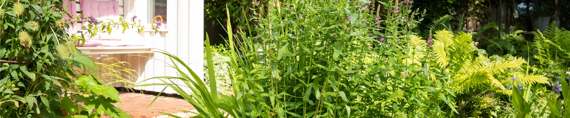 Lythrum salicaria Lythrum salicaria