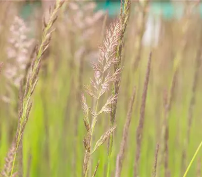 Calamagrostis x acutiflora 'Karl Foerster'