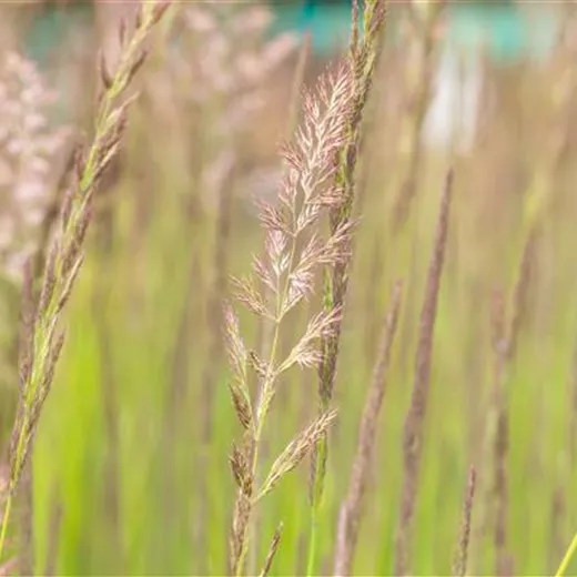 Calamagrostis x acutiflora 'Karl Foerster' Calamagrostis x acutiflora 'Karl Foerster'