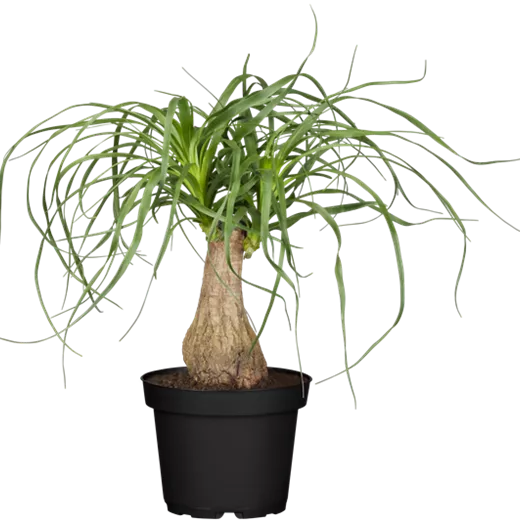 Beaucarnea recurvata