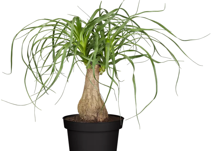 Beaucarnea recurvata