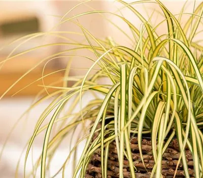 Carex oshimensis 'Evergold'