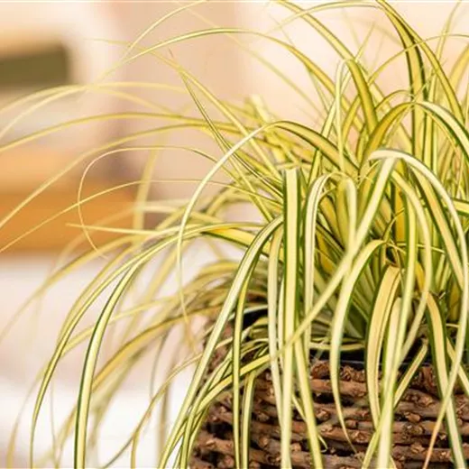 Carex oshimensis 'Evergold' Carex oshimensis 'Evergold'