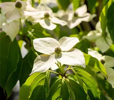 Cornus kousa "Teutonia" Cornus kousa "Teutonia"