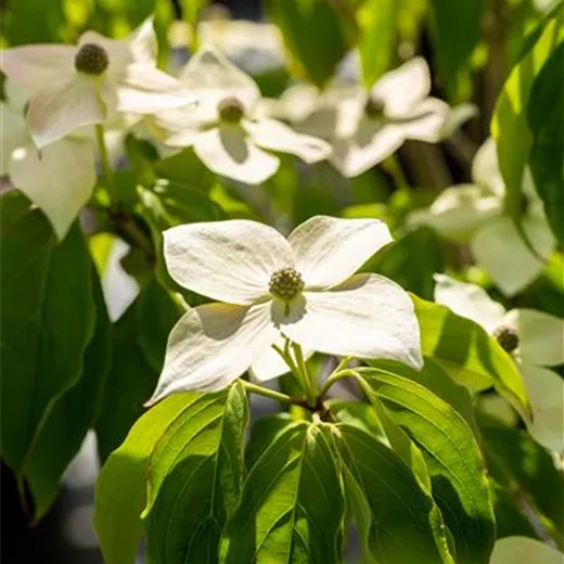Cornus kousa "Teutonia" Cornus kousa "Teutonia"