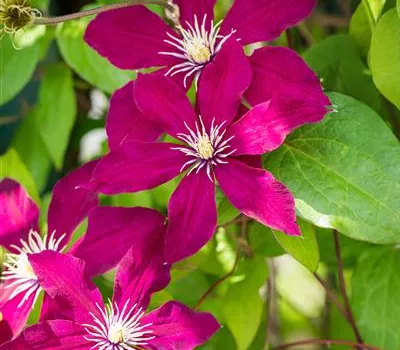 Clematis 'Rouge Cardinal'