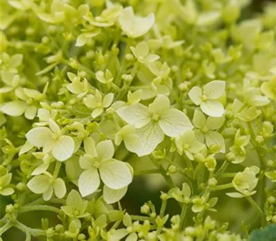 Hydrangea arbor. 'Annabelle'