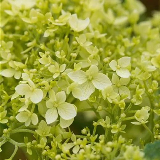 Hydrangea arbor. 'Annabelle'