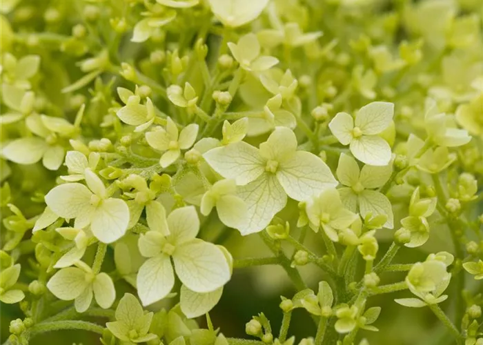 Hydrangea arbor. 'Annabelle'