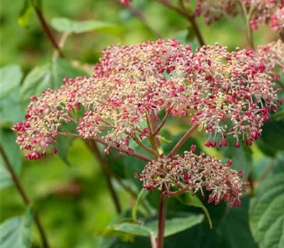 Hydrangea arbor.'Pink Annabelle' -R- Hydrangea arbor.'Pink Annabelle' -R-