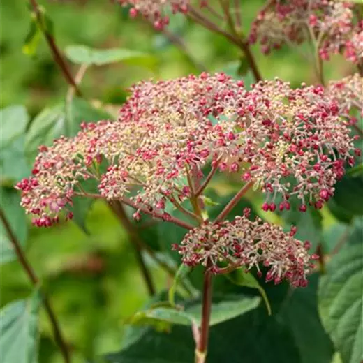 Hydrangea arbor.'Pink Annabelle' -R-