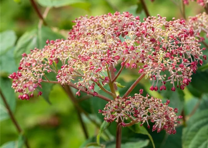 Hydrangea arbor.'Pink Annabelle' -R-