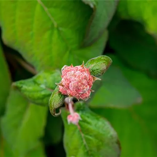 Hydrangea aspera 'Macrophylla' Hydrangea aspera 'Macrophylla'