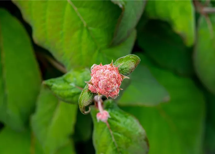Hydrangea aspera 'Macrophylla'