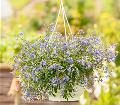 Lobelia erinus