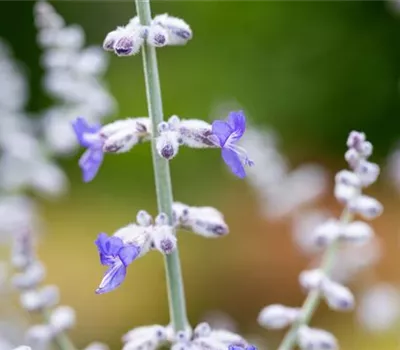 Perovskia atriplicifolia 'Blue Spire'