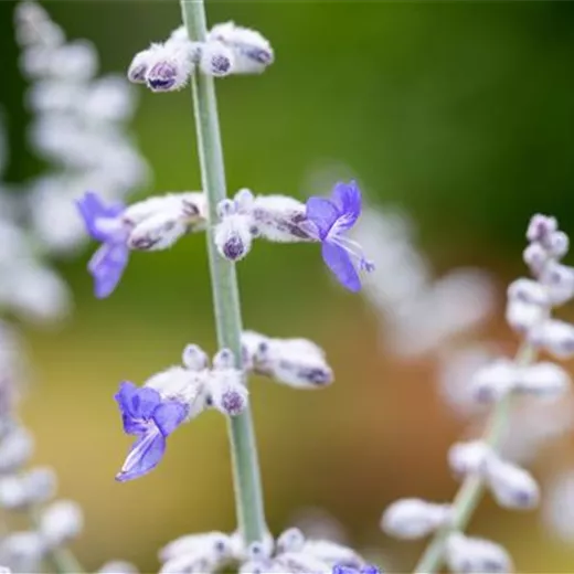 Perovskia atriplicifolia 'Blue Spire'