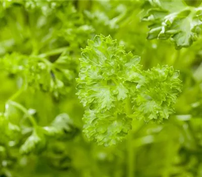 Petroselinum crispum, kraus Petroselinum crispum, kraus