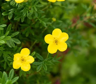 Potentilla fruticosa 'Goldfinger' Potentilla fruticosa 'Goldfinger'