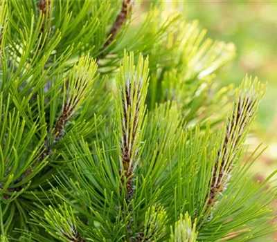 Pinus heldreichii 'Compact Gem'
