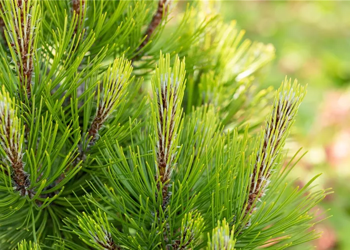 Pinus heldreichii 'Compact Gem'