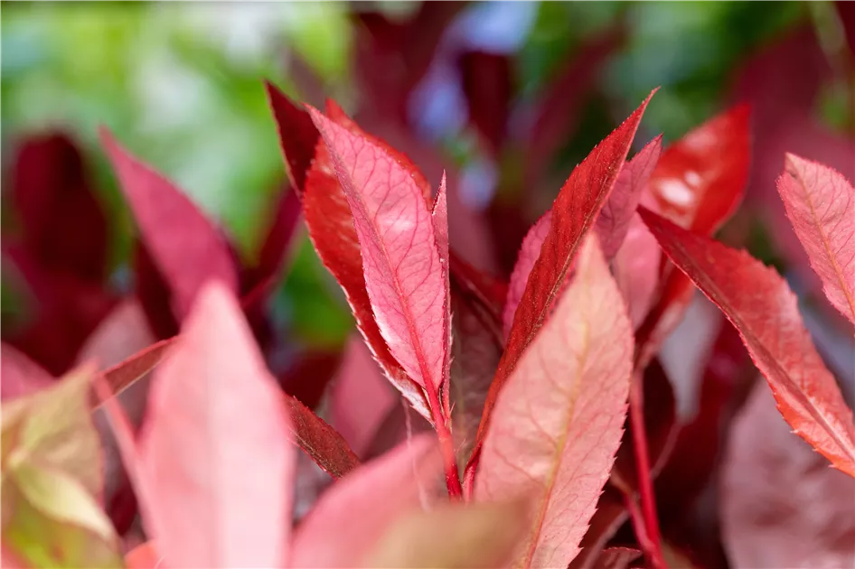 philodendron brunneicaule Philodendron Brasil (Philodendron hederaceum)