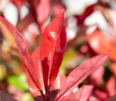 Photinia fraseri 'Devil's Dream'
