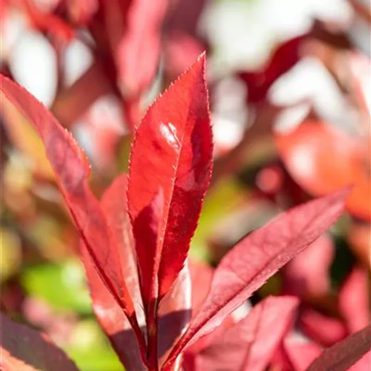 Photinia fraseri 'Devil's Dream' Photinia fraseri 'Devil's Dream'