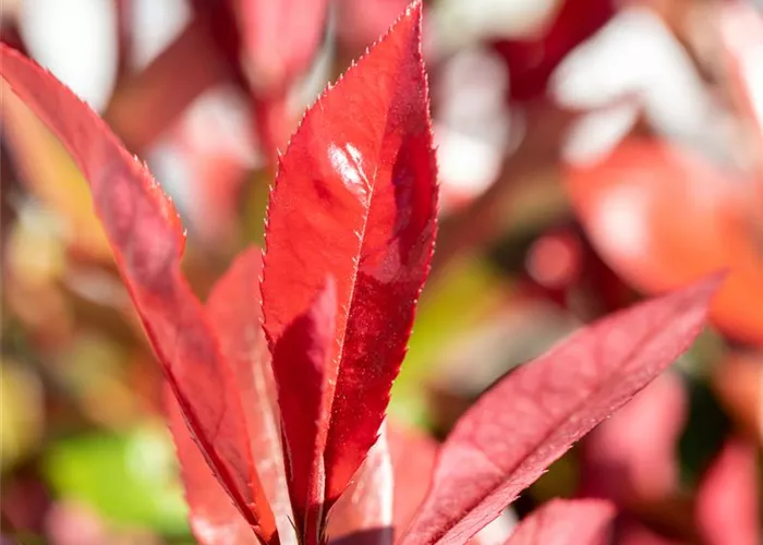 Photinia fraseri 'Devil's Dream'