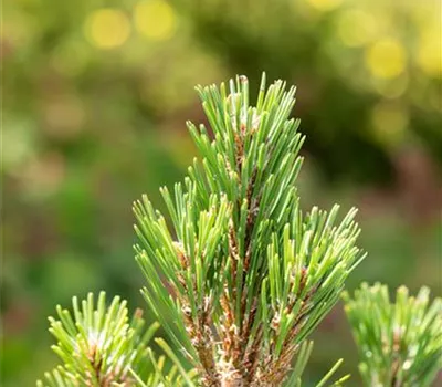 Pinus mugo "Columnaris"