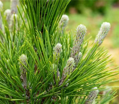 Pinus thunbergii 'Maijima'
