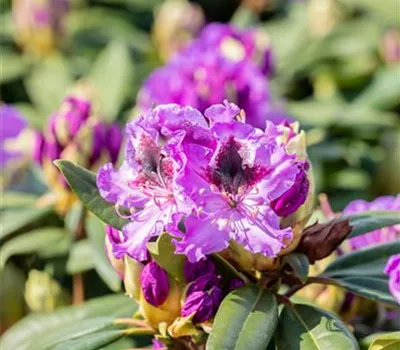 Rhododendron Hybr.'Blaue Jungs' Rhododendron Hybr.'Blaue Jungs'
