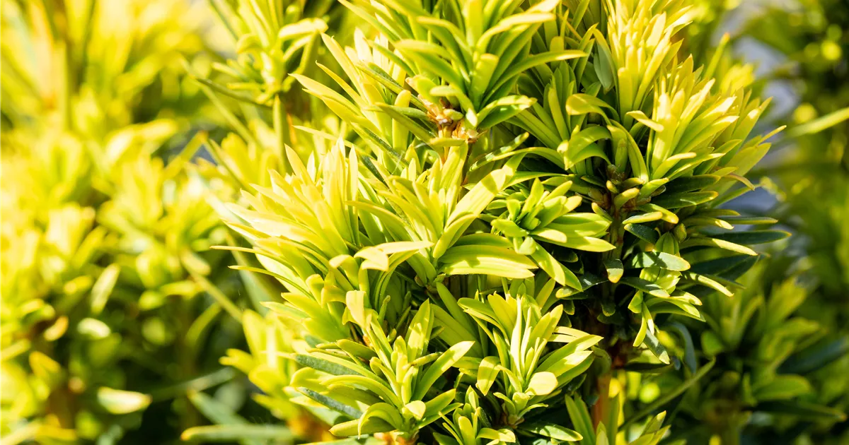 Taxus baccata 'David'