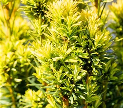 Taxus baccata 'David' Taxus baccata 'David'