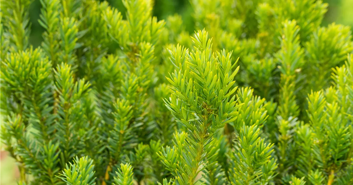 Taxus media 'Hillii'