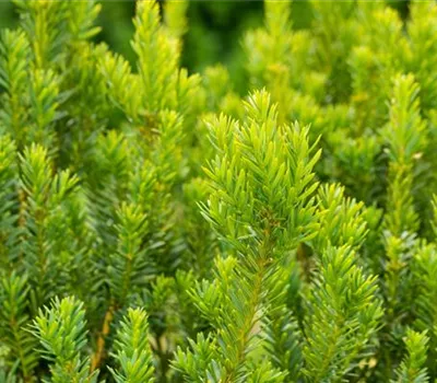 Taxus media 'Hillii' Taxus media 'Hillii'